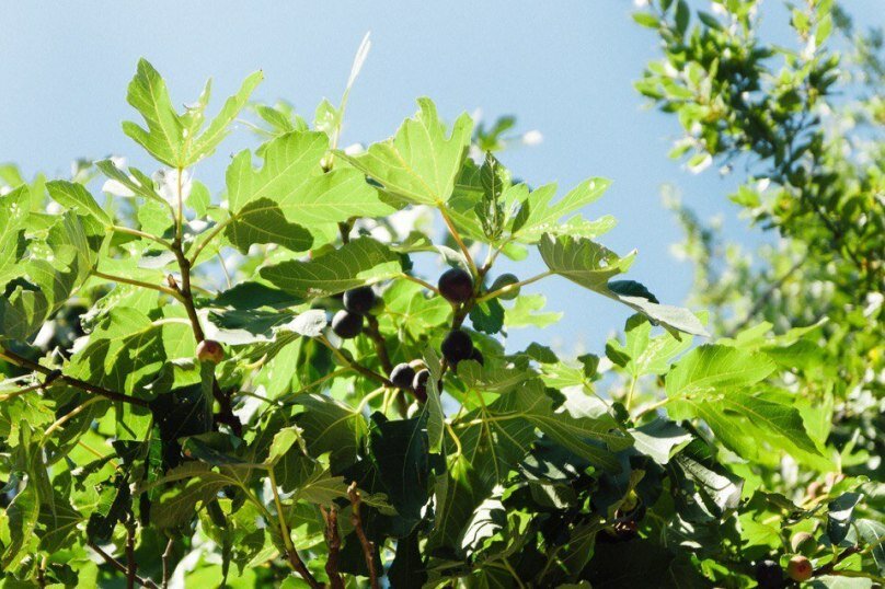 Гостевой дом Радмир Алупка-131