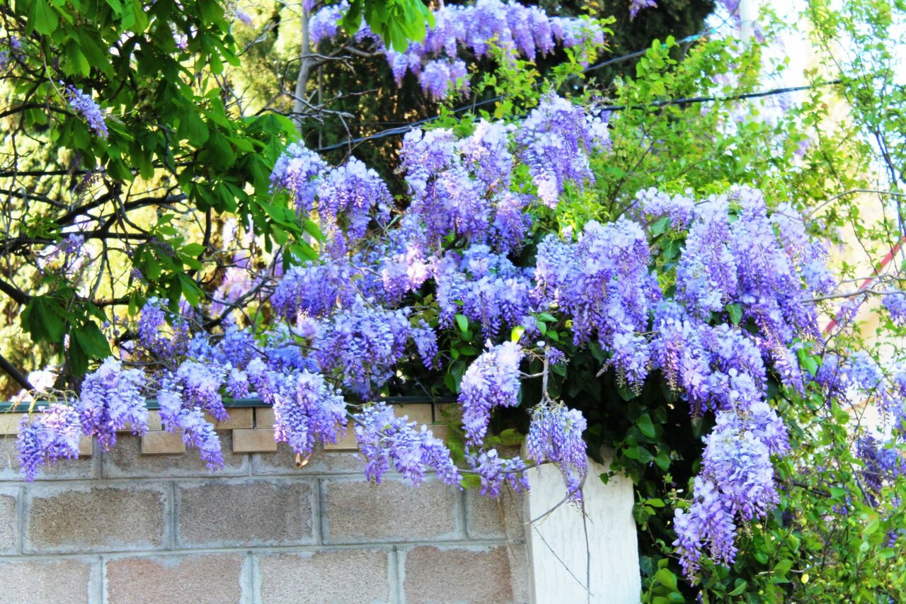 Гостевой дом Радмир Алупка-72