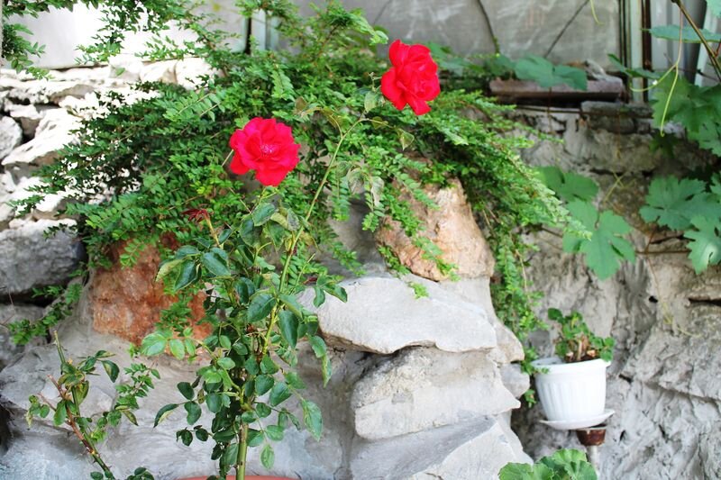 Гостевой дом Радмир Алупка-80