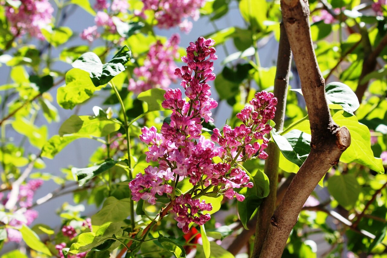 Гостевой дом Радмир Алупка-13