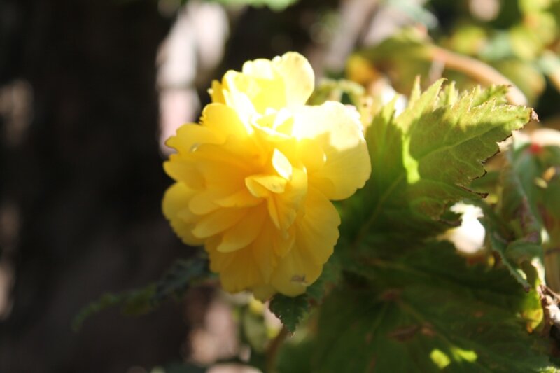 Гостевой дом Радмир Алупка-73