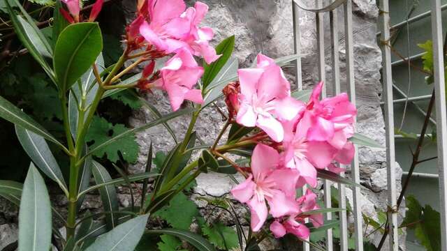 Гостевой дом Радмир Алупка-96