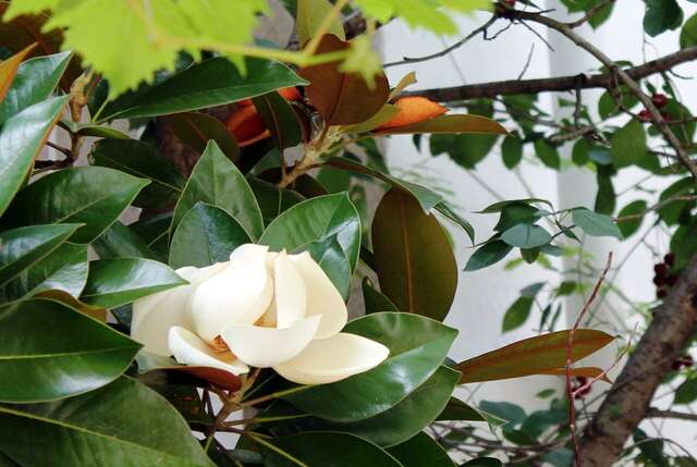 Гостевой дом Радмир Алупка-78