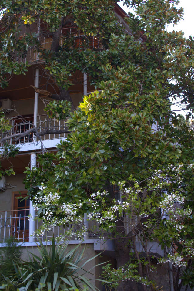 Гостевой дом Радмир Алупка-18