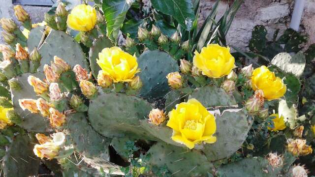 Гостевой дом Радмир Алупка-103