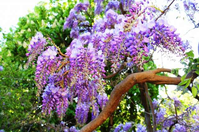 Гостевой дом Радмир Алупка-185