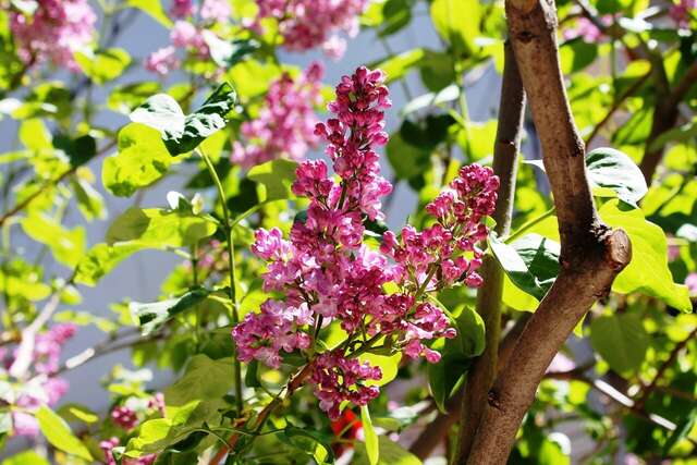 Гостевой дом Радмир Алупка-12
